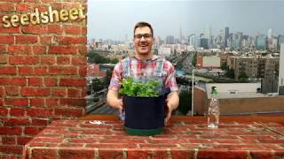 How To Trim and Harvest Cilantro How To Trim and Harvest Cilantro