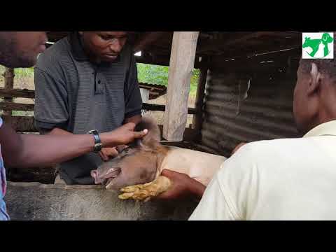 Video: Nyama Ya Nguruwe Iliyooka Na Gremolata