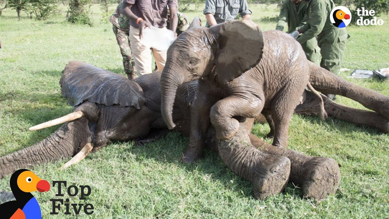 Baby Elephant Stays With Injured Friend + Awesome Animal BFFs ...
