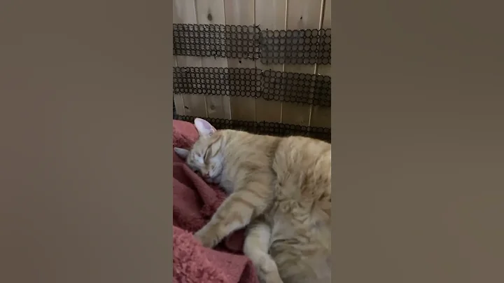 Cat doing nothing 😂#shorts #trending #cat #funnyvideo