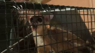barking ringtail Barky The Ringtail Cat Release From Jail