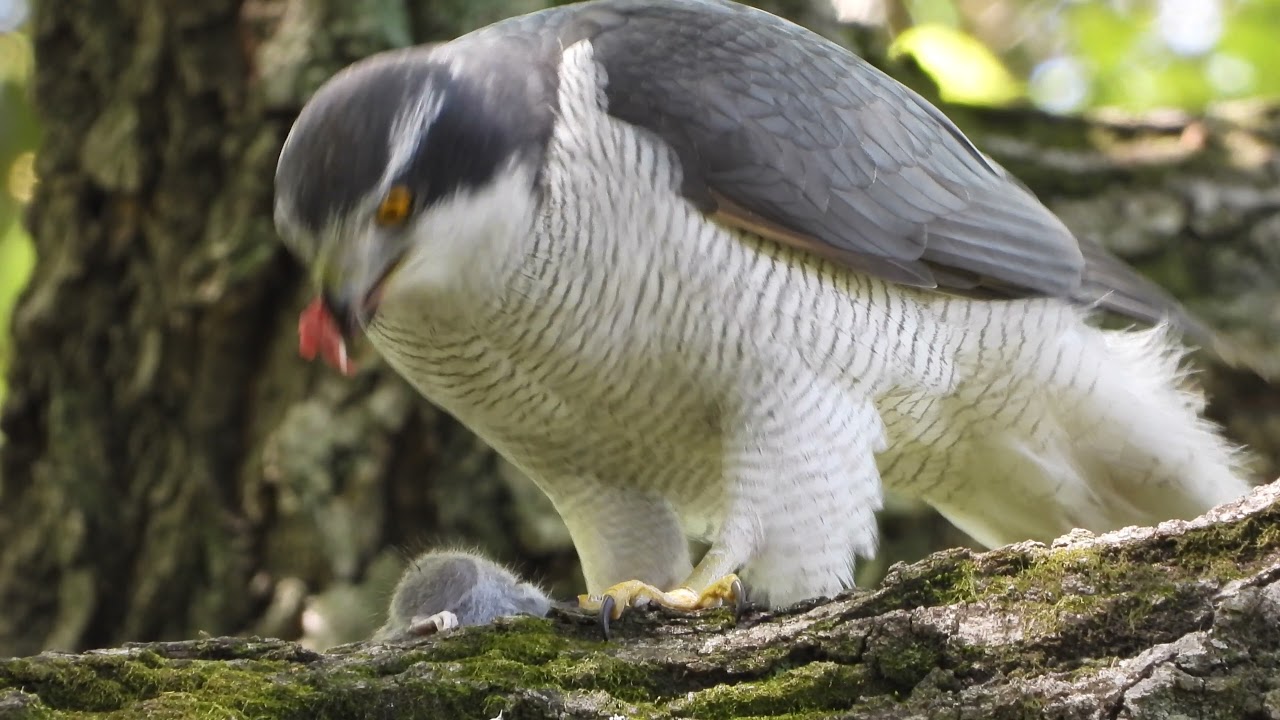 maxresdefault.jpg?sqp=-