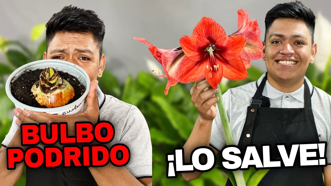 ¡No los tires! Como RECUPERAR un Bulbo de AMARILIS Podrido o con Hongo