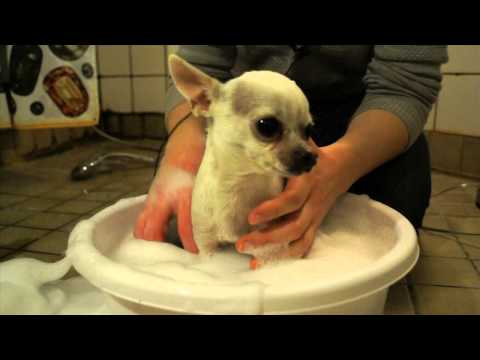 Video: Sådan Vasker Du Din Hvalp