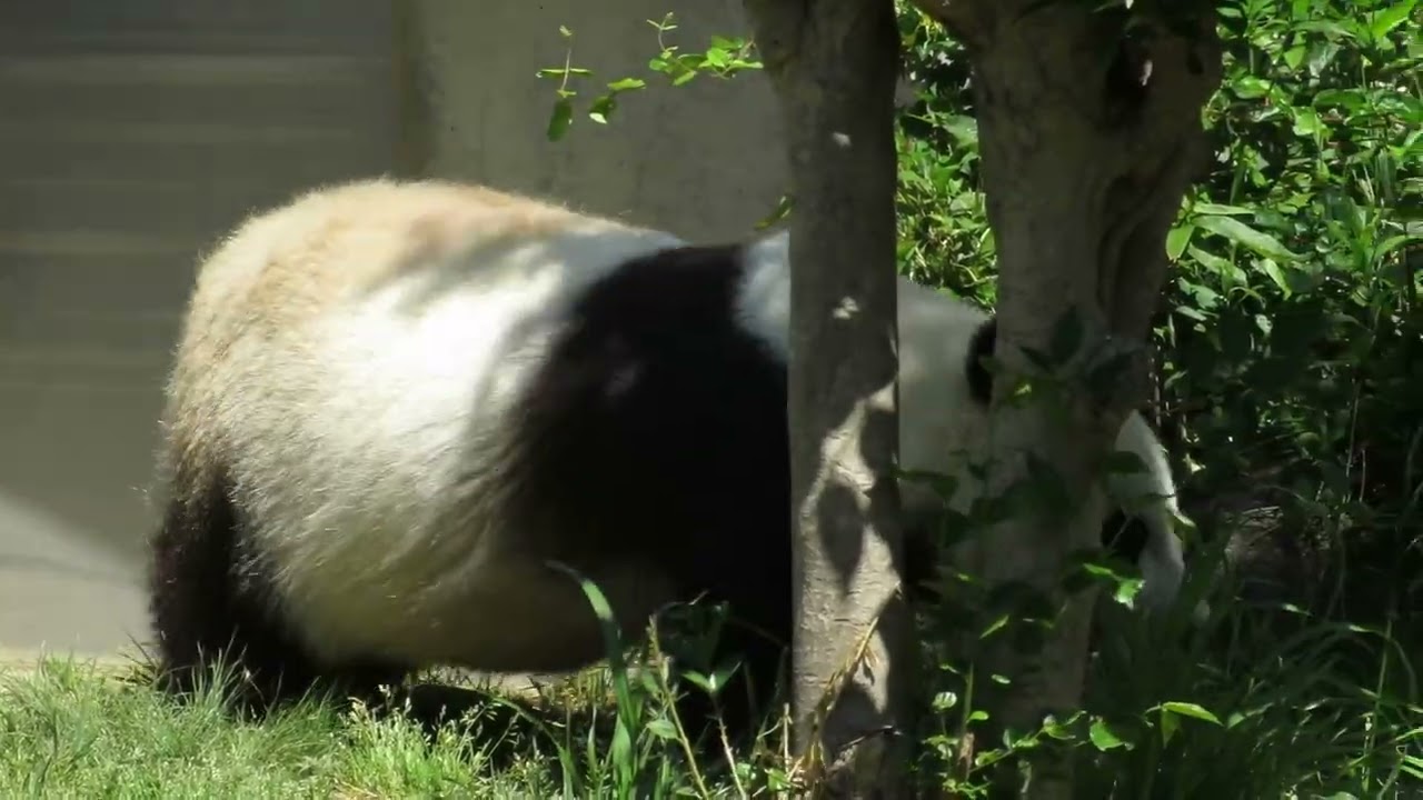 May 7, 2019 [Selected] Panda lounging around before a meal - YouTube