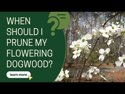 Video: Dogwood-træbeskæring - hvordan og hvornår man trimmer et korneltræ