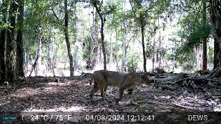 South Central FL Swamp Trail Cameras with bobcats, deer, coyotes and more