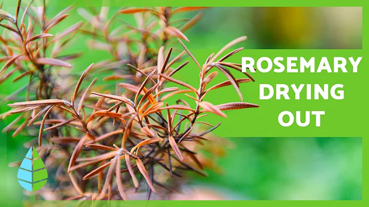 Why Is My ROSEMARY PLANT DRYING? 🌿 (3 REASONS and How to AVOID IT) - DayDayNews