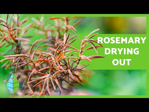 Video: Ar mano rozmarinas serga: sužinokite apie įprastas rozmarinų augalų ligas