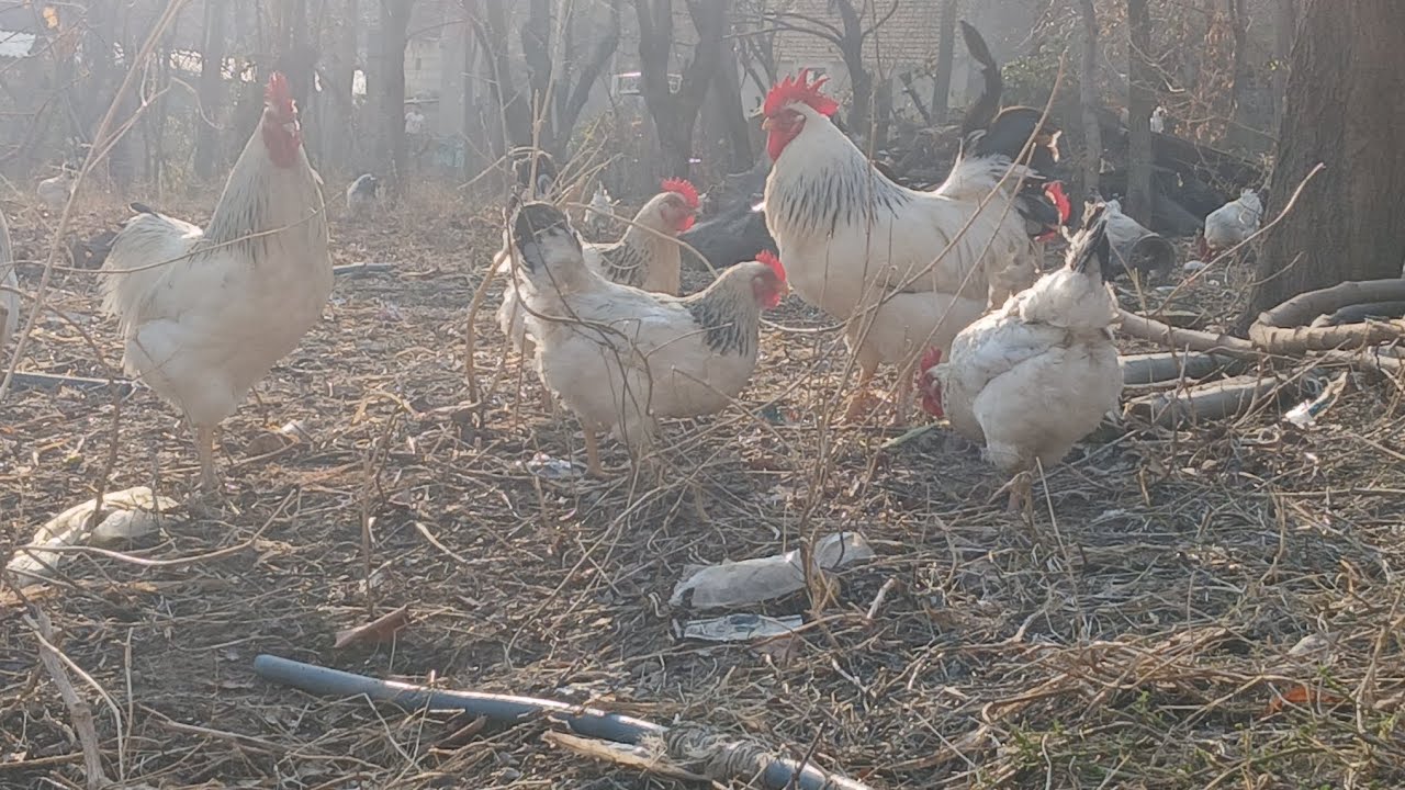 Тухми рябушка ва чучааш фуруши мург,продажа цыплят