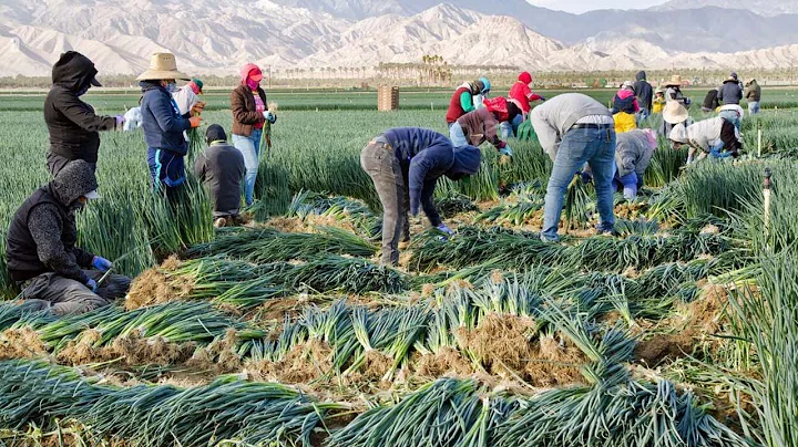 How North Carolina Farmers Harvest Over 8,4 Millio...