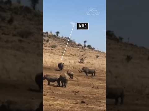 Why Male Rhinos Kill Calves: Shocking Animal Behavior Explained