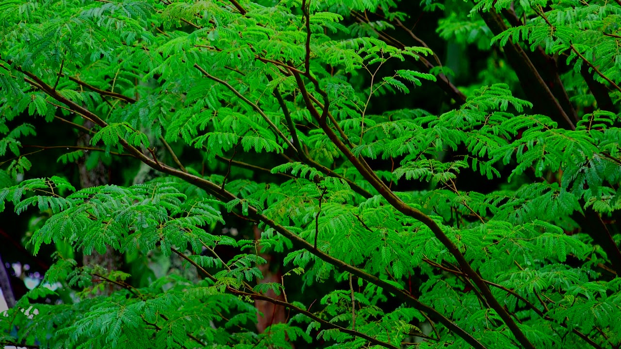 Rain Sound for Sleeping Study Meditation 6 hrs