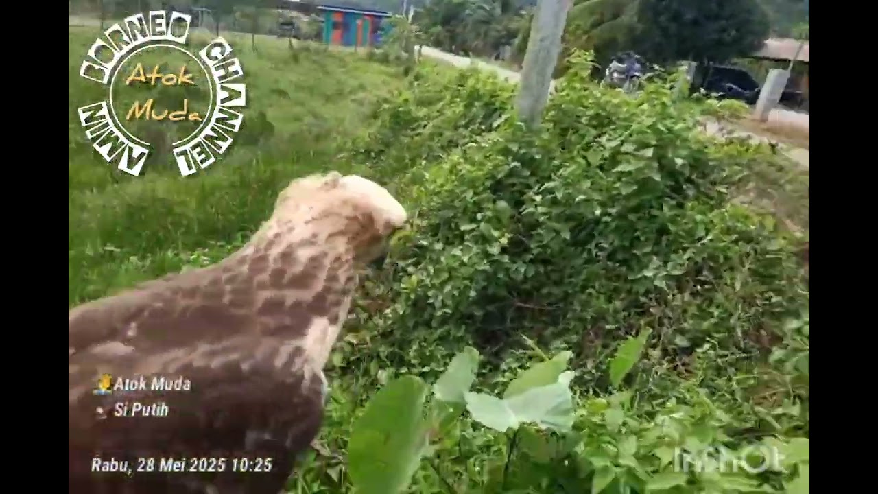 Changeable hawk eagle LM hunting