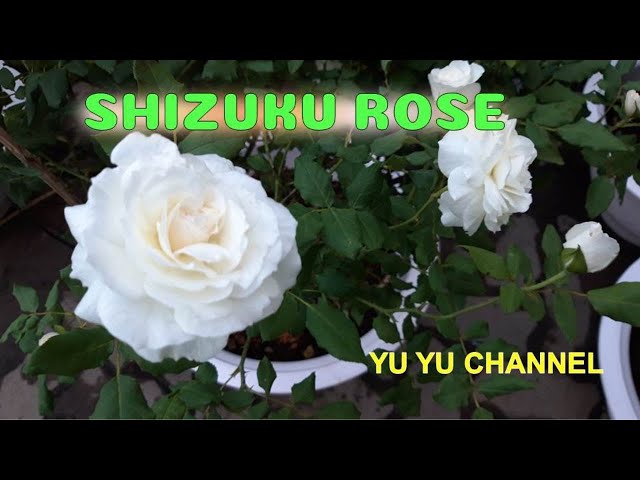 *＊Sizuku@＊* Shizuku Rose (sizuku)| Rose search| Yu Yu Channel - YouTube