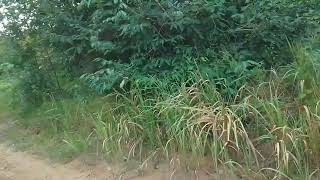 Sítio Nova Olinda Do Norte ,Um Dos Municípios Amazonas,Por 14 Mil Reais.