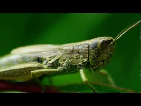 Grasshopper Waltz. - Original composition by Kerri Powles