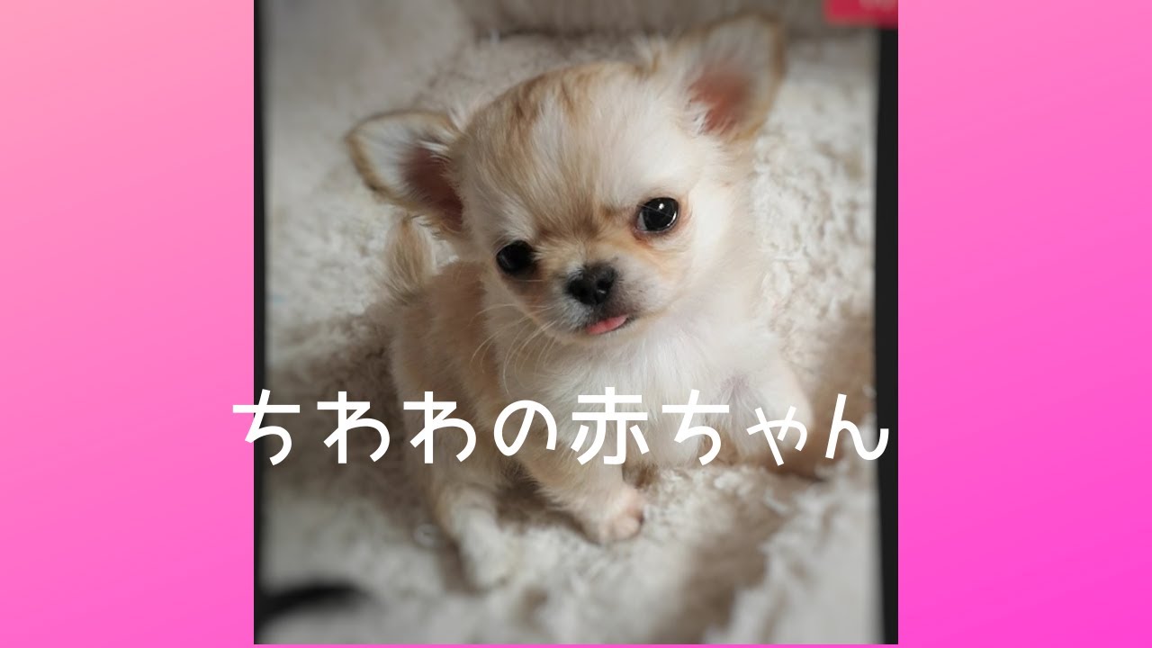 チワワの赤ちゃん かわいいチワワの子犬の癒し動画 子犬 Chihuahua Dog Loive Youtube