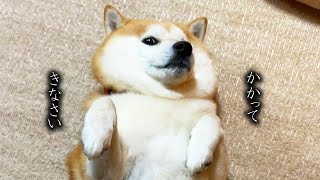 カマキリ拳法柴ｖｓスピード型飼い主