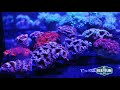 Reef-A-Palooza 2018 New York: My Visit