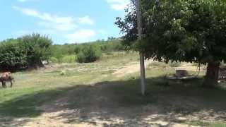 Украинское село Лебеденко (Молдова) Видео для близких -  Ukrainian village Lebedenco (Moldova )