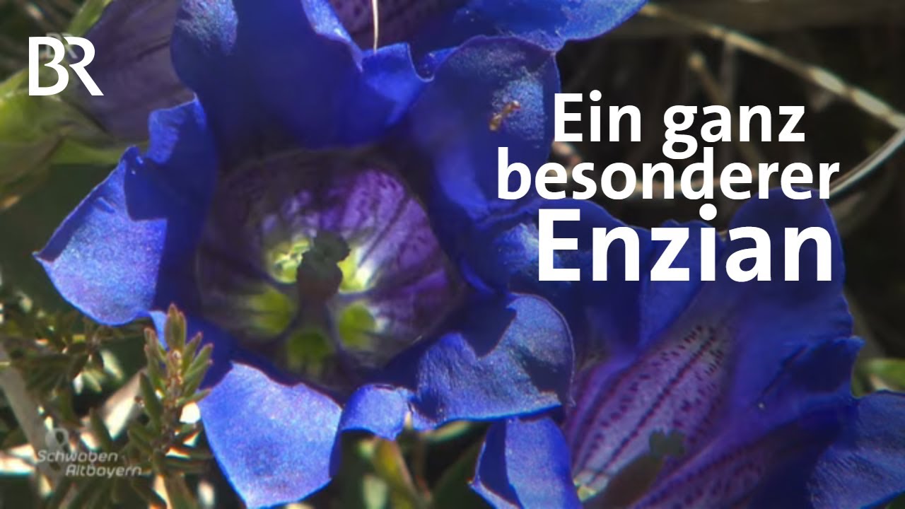 Die Isar als Taxi: Wie Enzian & Co bis München kommen | Schwaben & Altbayern | BR