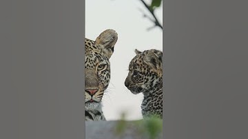 Leopard Cub Wants Mom