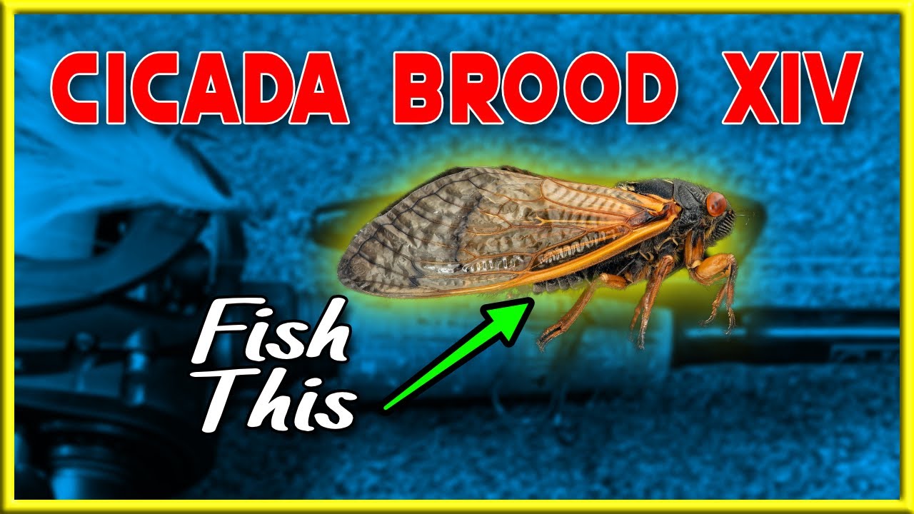 Cicada Bass Fishing | Fishing The BROOD XIV CICADAS Emergence With A Rebel Pop-R P71