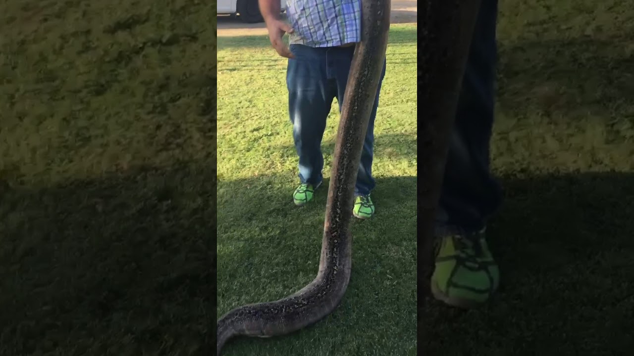 camera iphone 8 plus apk Pied reticulated python