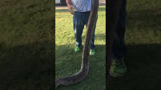 Famous Pied reticulated python Net Worth