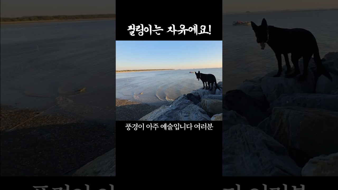 갯벌에 빠진 개