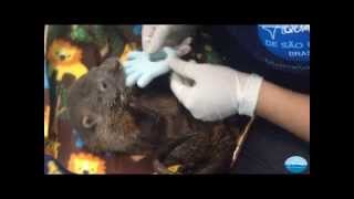 Filhote de lontra - vídeo 2 - Aquário de São Paulo