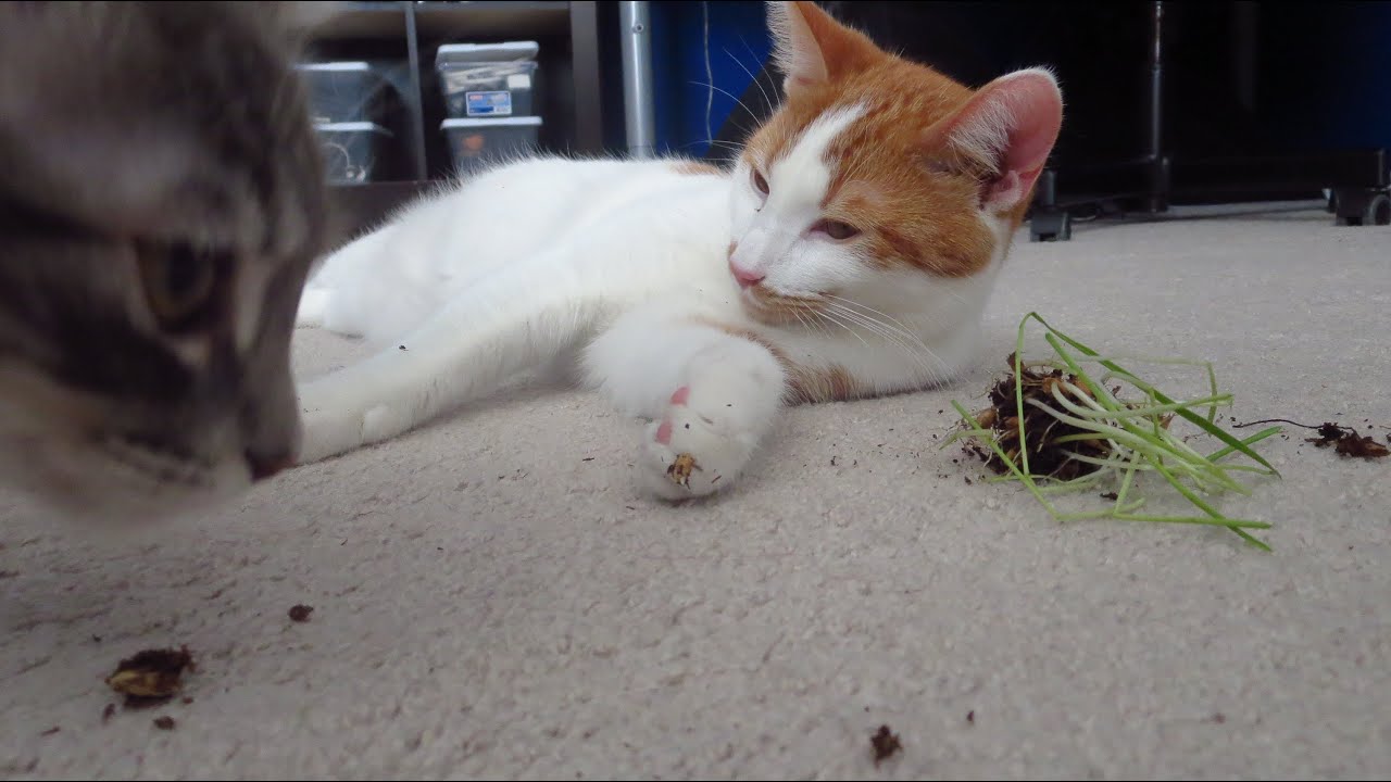 CATS MAKING A MESS W/ CAT GRASS YouTube