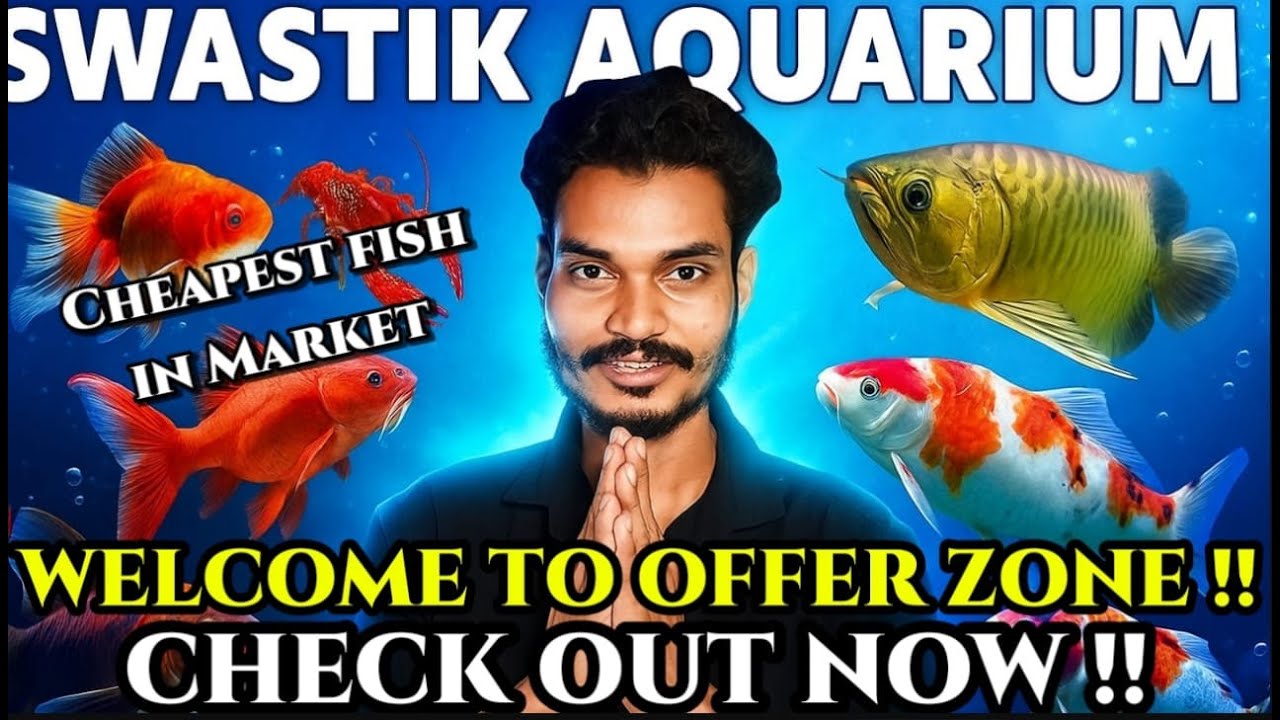 BUMPER OFFER !! Buy fish at wholesale price || Swastic Aquarium