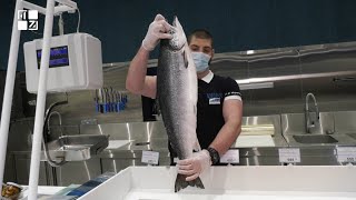 У Львові відкрився новий магазин норвезьких морепродуктів Egersund Seafood