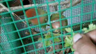 African love bird training - From Basics screenshot 4