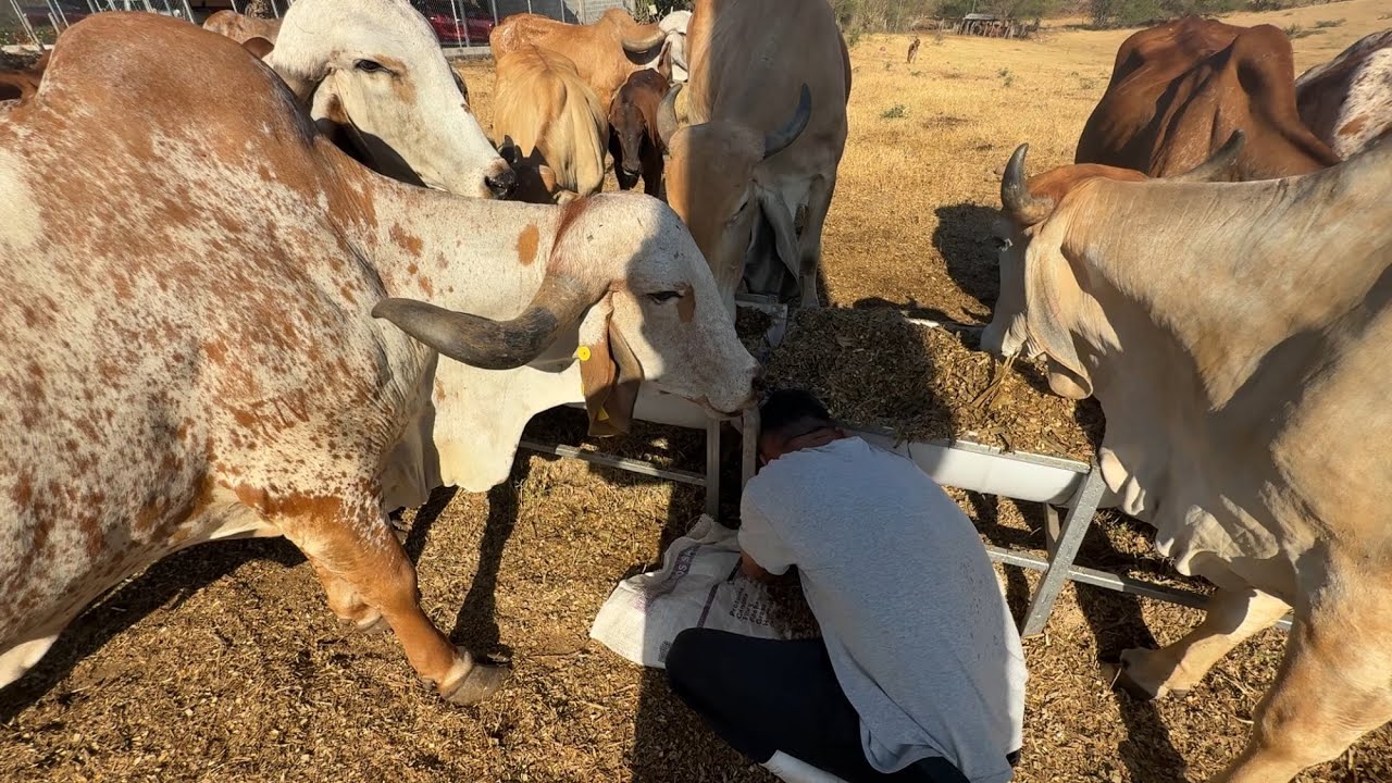 Alimentando las vacas con cilo en pleno verano 