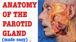 PAROTID (SALIVARY) GLAND - Anatomy, Innervation & Functions MADE EASY ! - D&N Medical Series