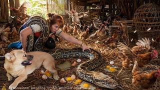 Timelapse 72 Hours: Catching a Giant Python in the Chicken coop – One Wrong Move Ends Everything!