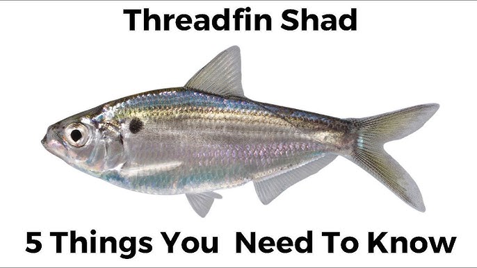 Everything you Need to Know About Shad. 