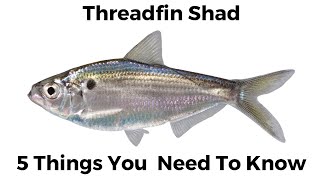 5 Things You Need To Know About Threadfin Shad