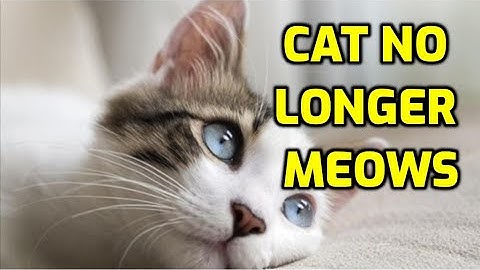 Why Has My Cat Stopped Meowing?