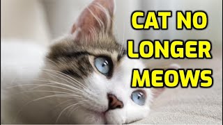 Why Has My Cat Stopped Meowing?