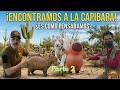 CAPIBARA DE HERMOSILLO SUELTA EN EL CENTRO ECOLÓGICO 