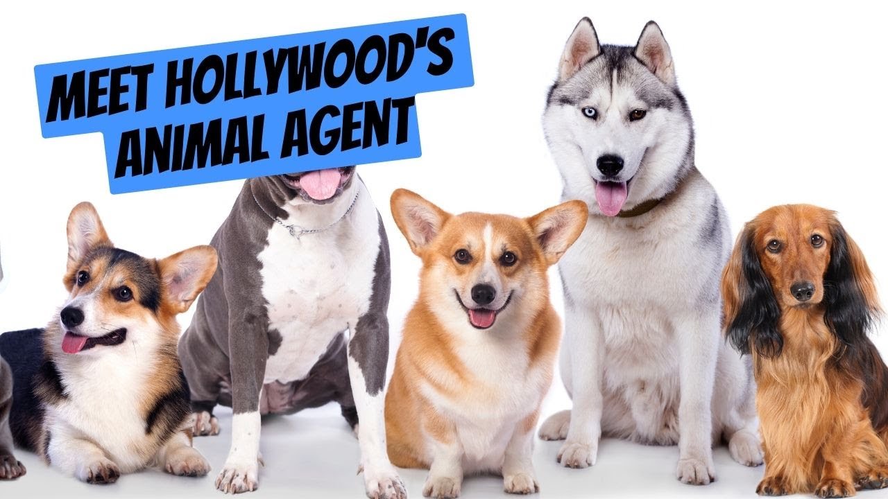 How to Cast Dogs, Cats & More in Movies & TV Shows | Interview Clip | Profoundly Pointless