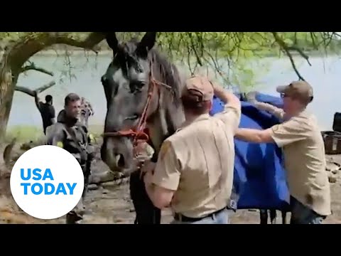 Dramatic moment rescuers save a horse from drowning | USA TODAY