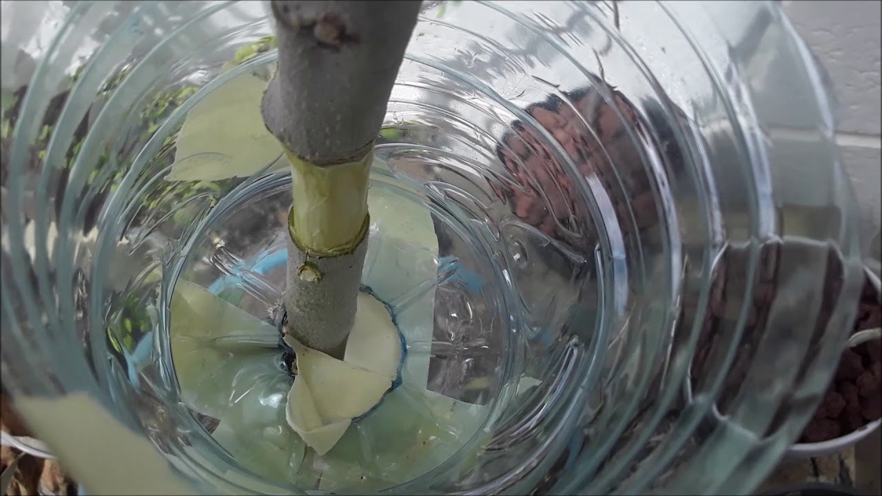 Reproducción de olivo por acodo aéreo