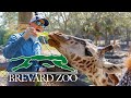 Wild adventures at brevard zoo giraffe feeding and kangaroo hangout