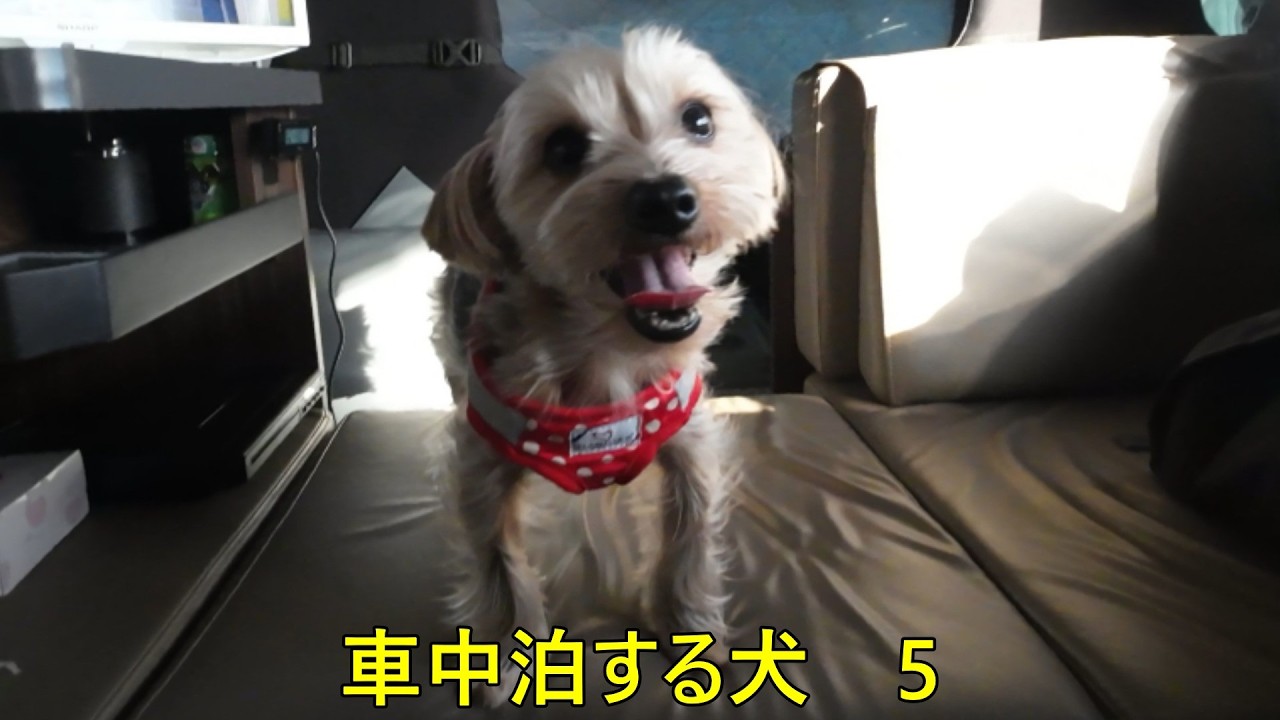 車中泊する犬5【ヨークシャーテリア】