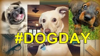 СОБАКИ. Любимые фотопортреты семейства собак #DogDay (HD) СОБАКИ. Любимые фотопортреты семейства собак #DogDay (HD)